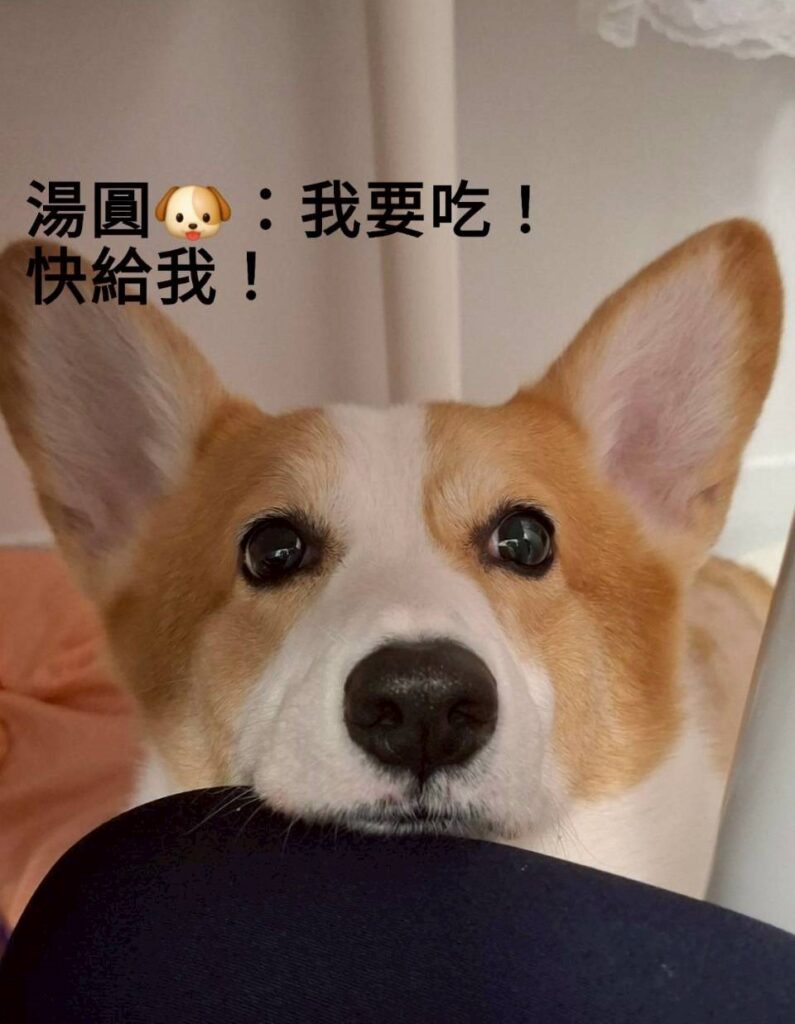 柯基犬