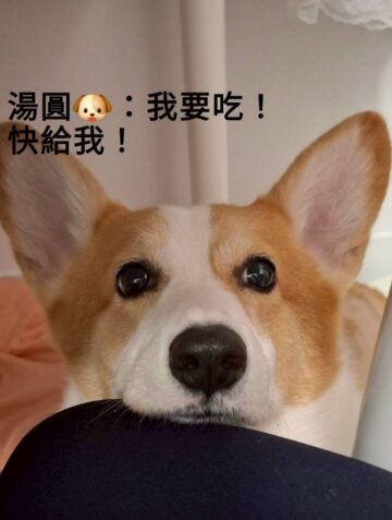 柯基犬